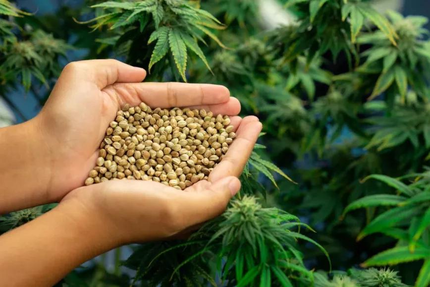 La Justicia brasileña autoriza el cultivo industrial del cáñamo