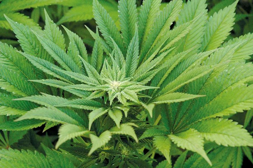 La relación entre las plagas y la nutrición: y otras técnicas para combatir los bichos sin usar pesticidas 