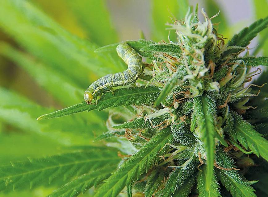 La relación entre las plagas y la nutrición: y otras técnicas para combatir los bichos sin usar pesticidas 