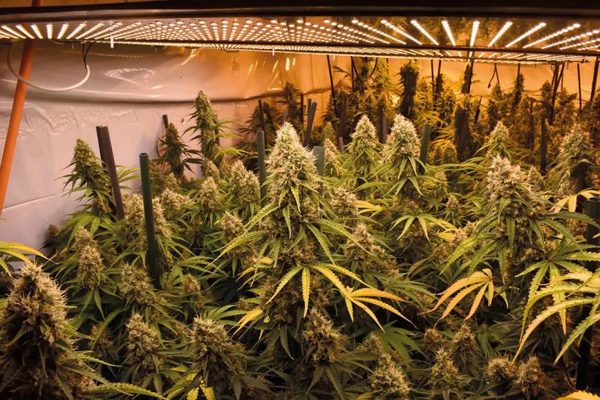 Entender la iluminación en interior para tener buenas cosechas