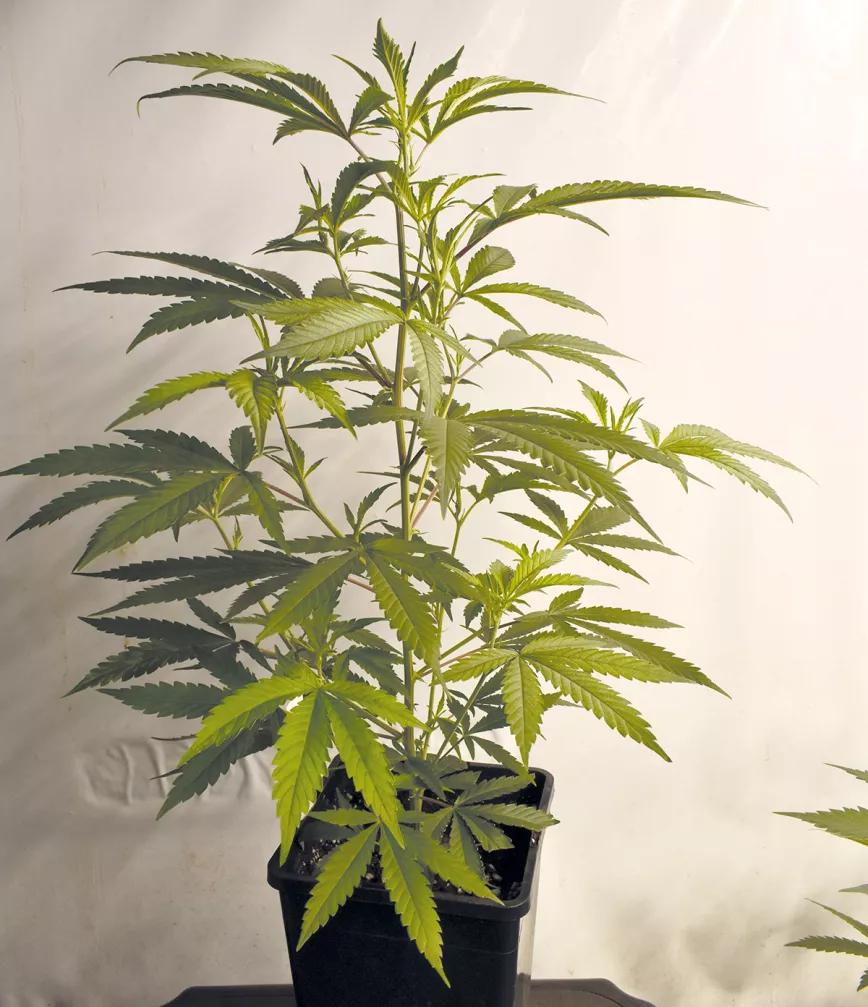 Entender la iluminación en interior para tener buenas cosechas