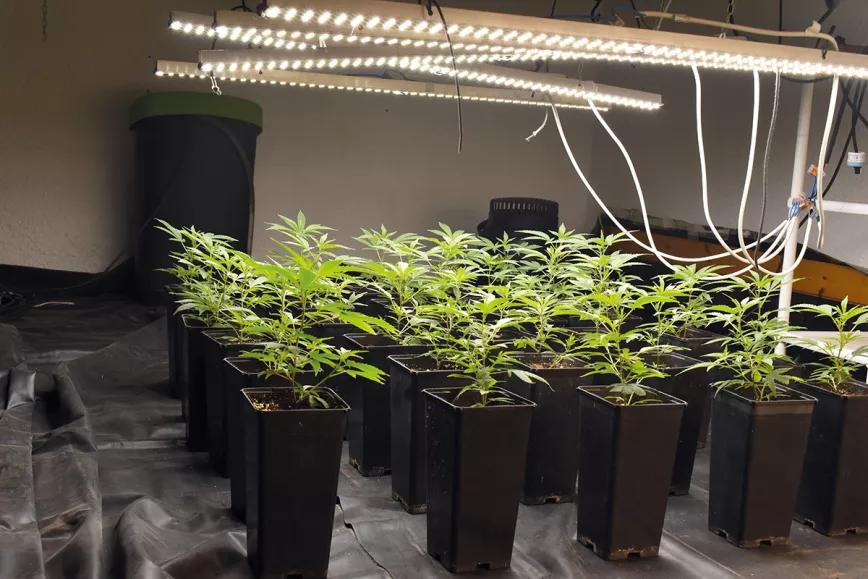 Entender la iluminación en interior para tener buenas cosechas