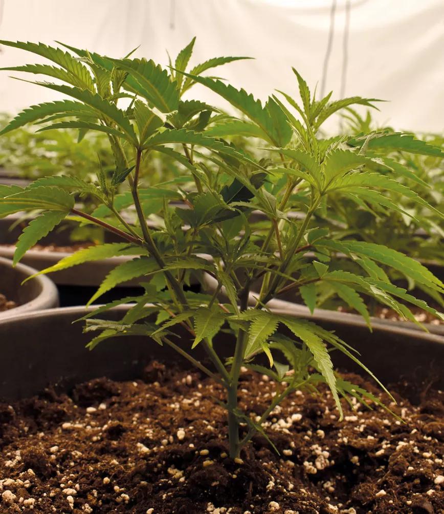 Entender la iluminación en interior para tener buenas cosechas