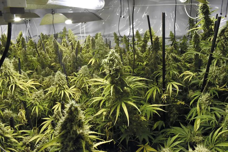 Entender la iluminación en interior para tener buenas cosechas