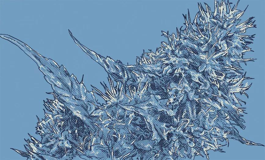 ¿Qué pasa si espero demasiado a cosechar? 