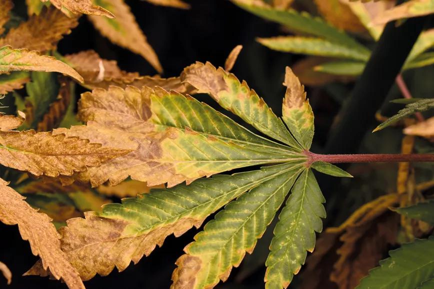 Hojas descoloridas en las plantas