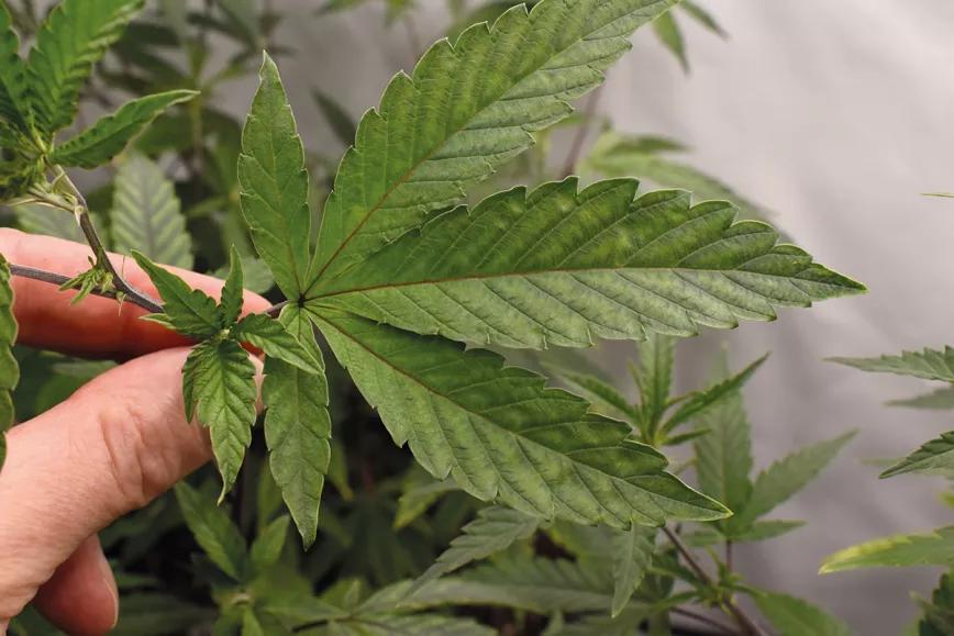 Hojas descoloridas en las plantas