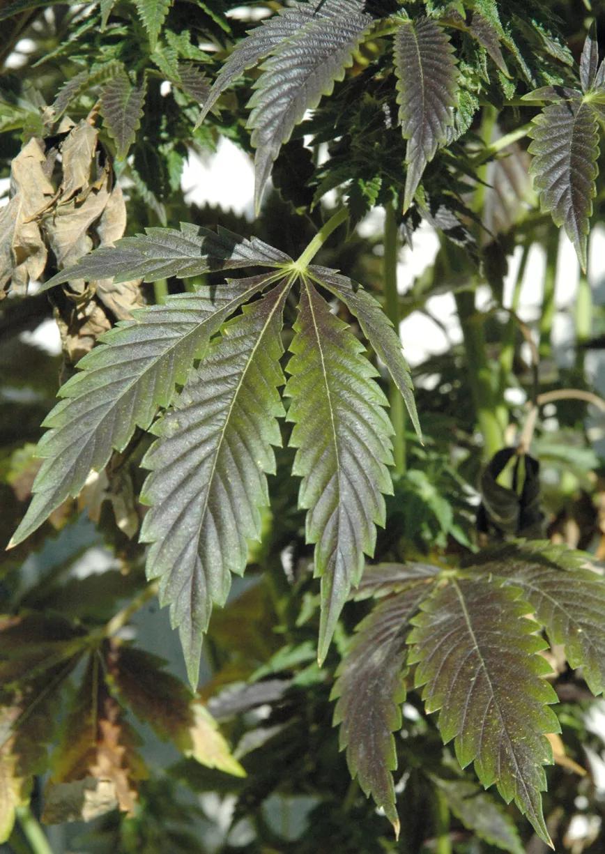 Hojas descoloridas en las plantas