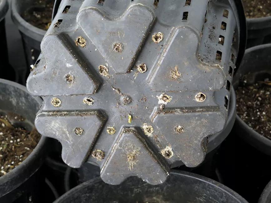 Hay que eliminar las sales acumuladas en las macetas para que no alteren la EC de la solución nutriente. 