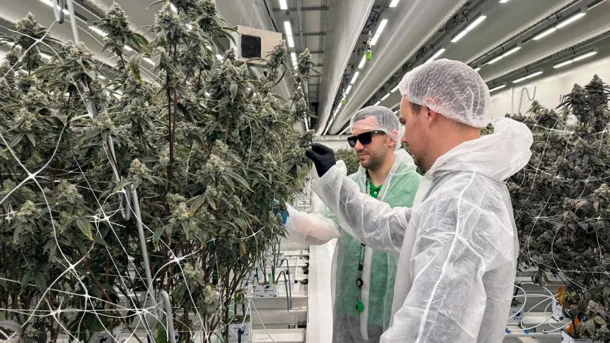 Los coffee shops holandeses comenzaron a vender cannabis cultivado legalmente