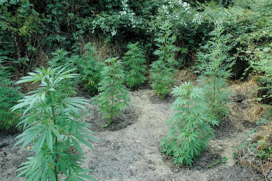 En este cultivo de guerrilla se cavó un agujero para cada planta y se rellenó con sustrato de una buena calidad.
