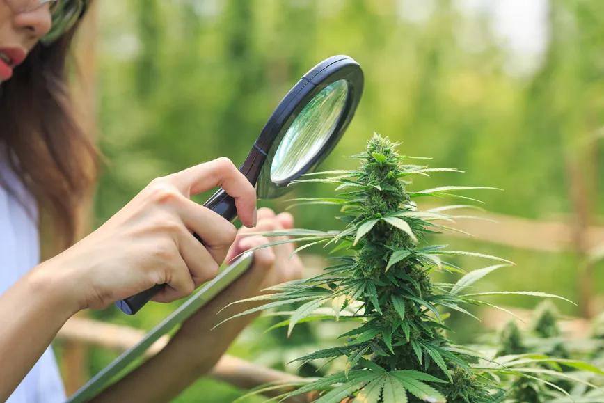 Descubren un nuevo cannabinoide: la cannabielsoxa
