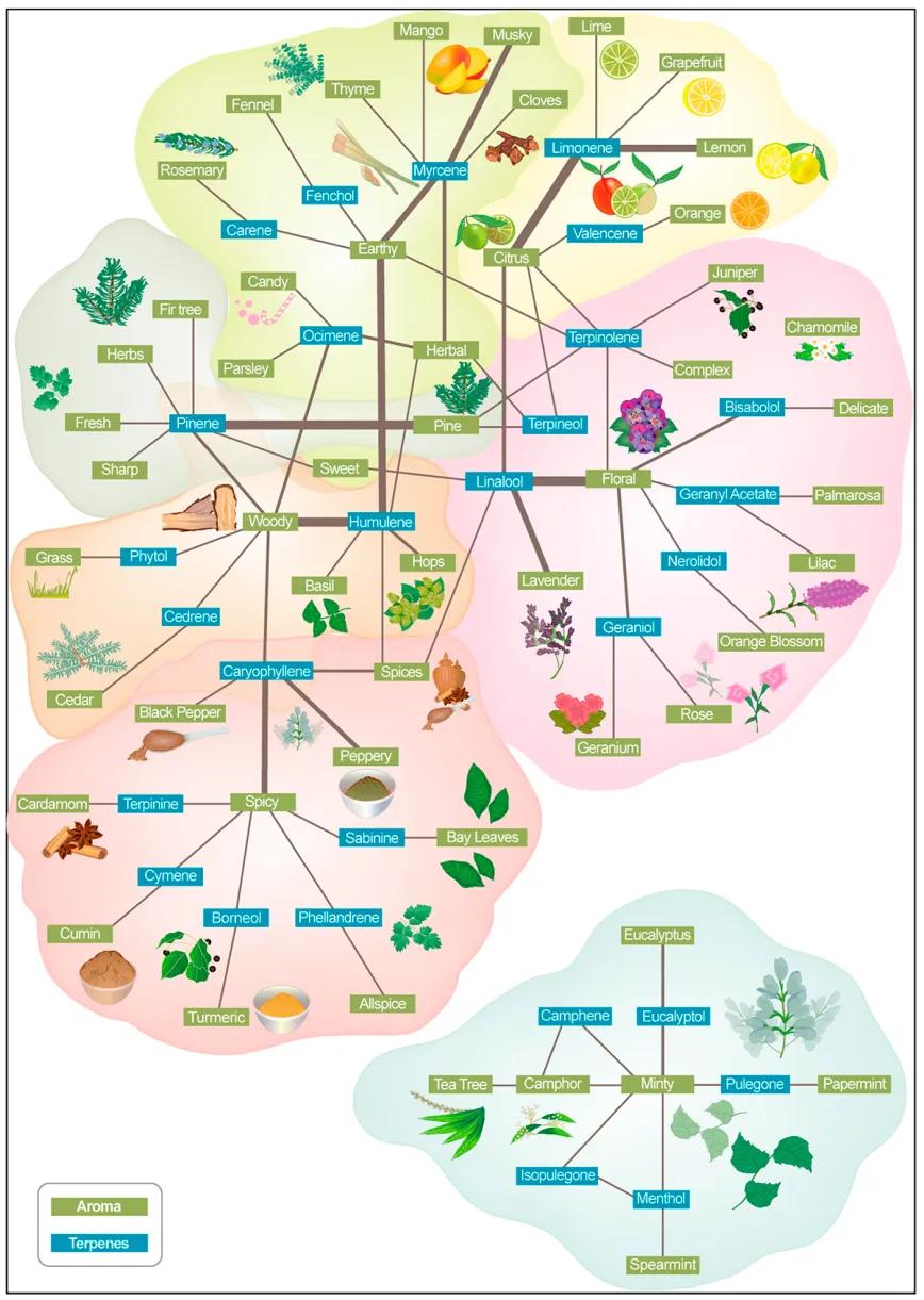 Asociación de terpenos y descriptores de aroma en productos comerciales de cannabis.