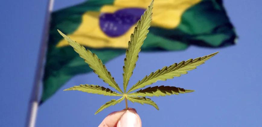 El futuro del cáñamo en Brasil se decide este año