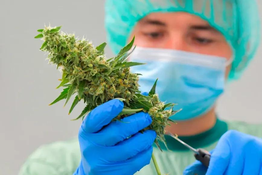 La provincia argentina de Mendoza reglamenta su ley de cannabis y cáñamo