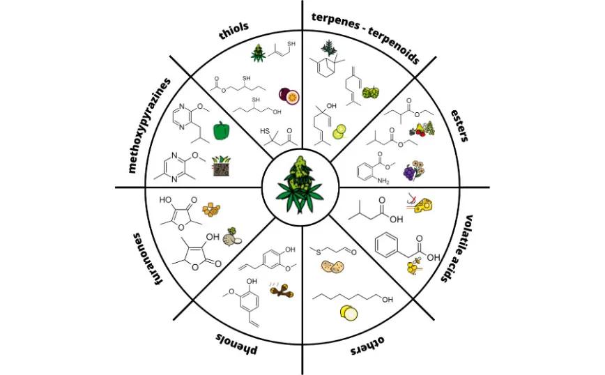 La planta de los múltiples aromas: desentrañando la composición odorífera de cultivares seleccionados de cáñamo con CBD