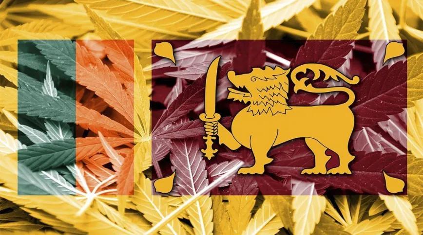 Sri Lanka abre proyectos de aceite de cannabis para exportación