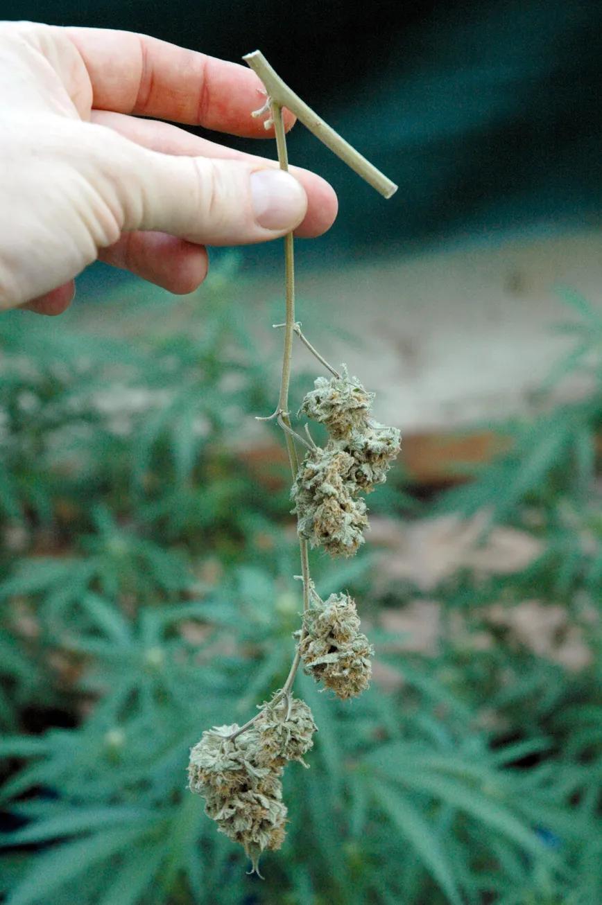 La cosecha de las sativas en exterior: trucos y claves 