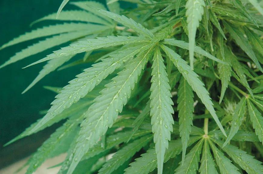 La cosecha perfecta en diez pasos: consejos y trucos de experto