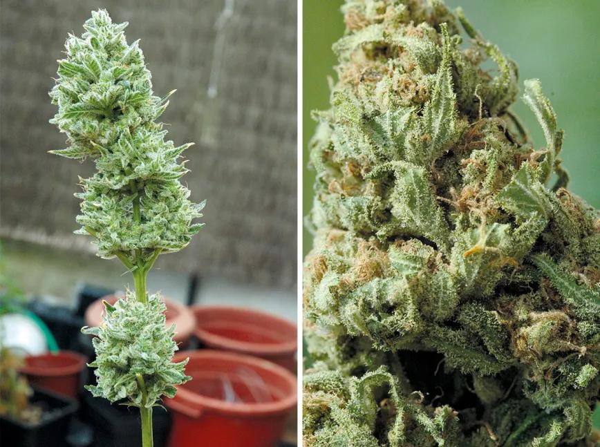 La cosecha perfecta en diez pasos: consejos y trucos de experto