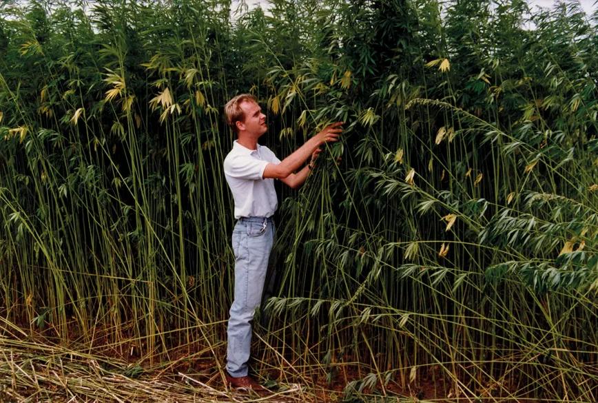 Alan Dronkers en un campo de cáñamo de la  empresa HempFlax. 
