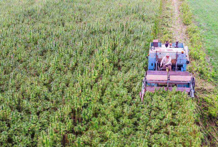 La provincia argentina del Chaco se adhiere al marco nacional de cannabis y cáñamo