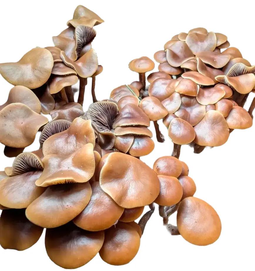  Psilocybe ingeli