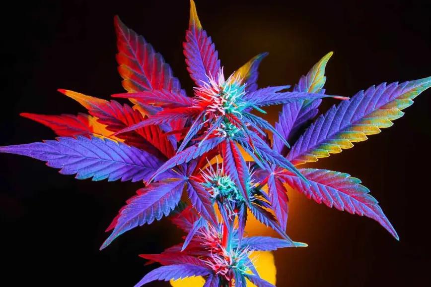 Lecciones del cannabis para el auge psicodélico