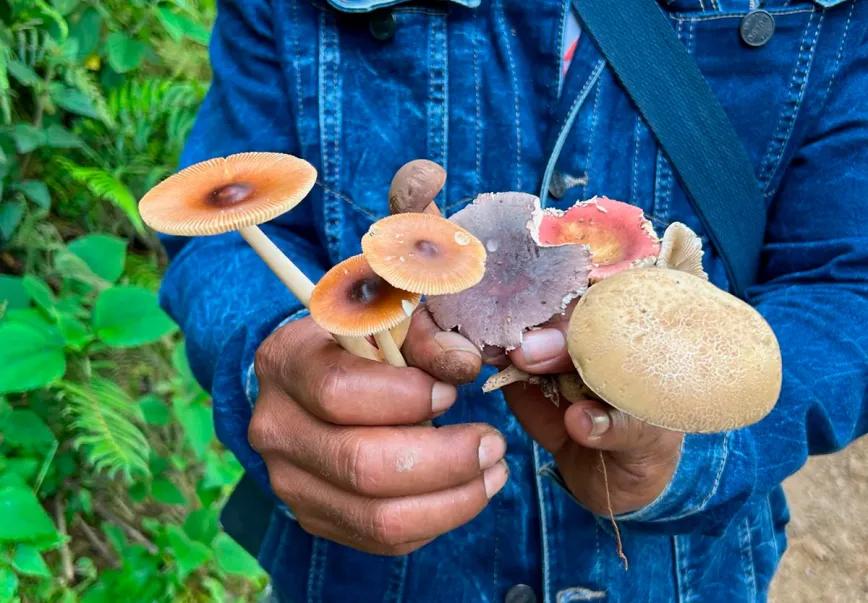 Fungi Foundation actualiza Guía Ética de Etnomicología 2025