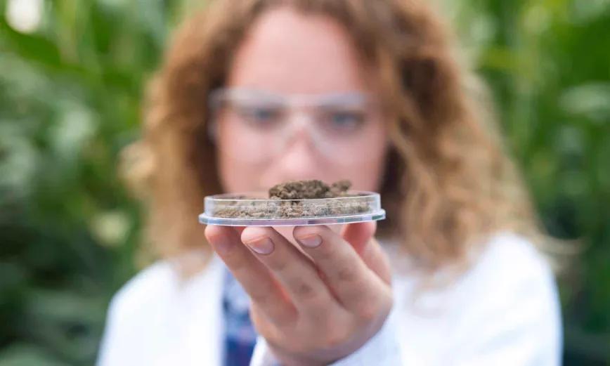 Identifican nuevo cannabinoide con potencial dermatológico