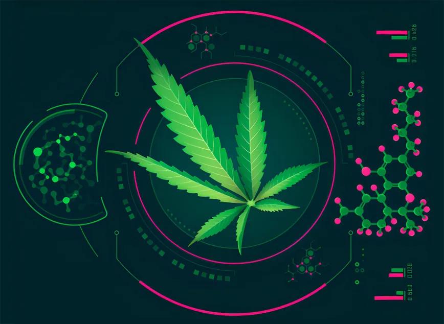 Europa podría autorizar su primer fármaco cannábico de planta completa