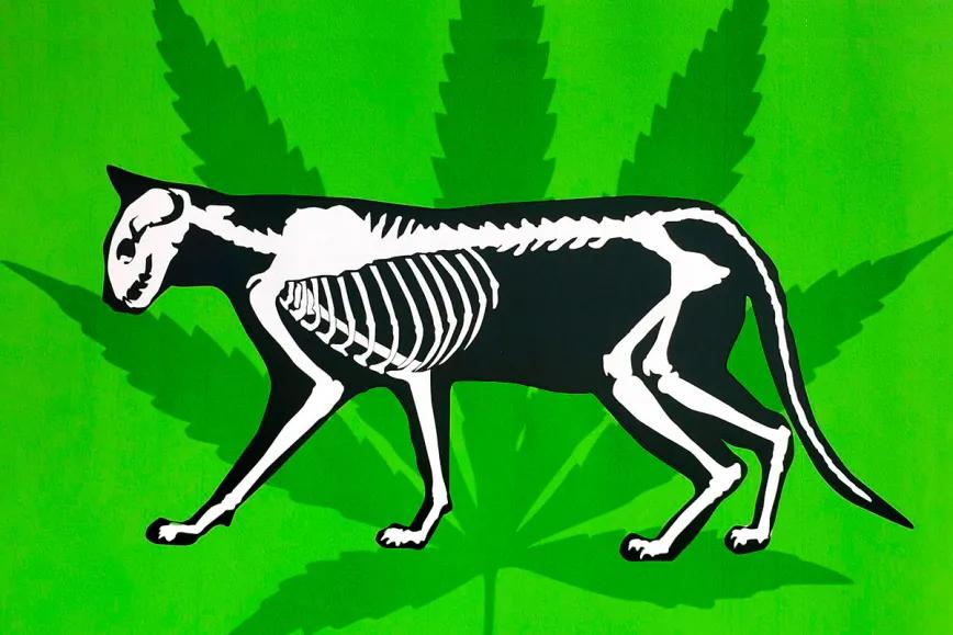 CBD aliviaría el dolor en gatos con artrosis