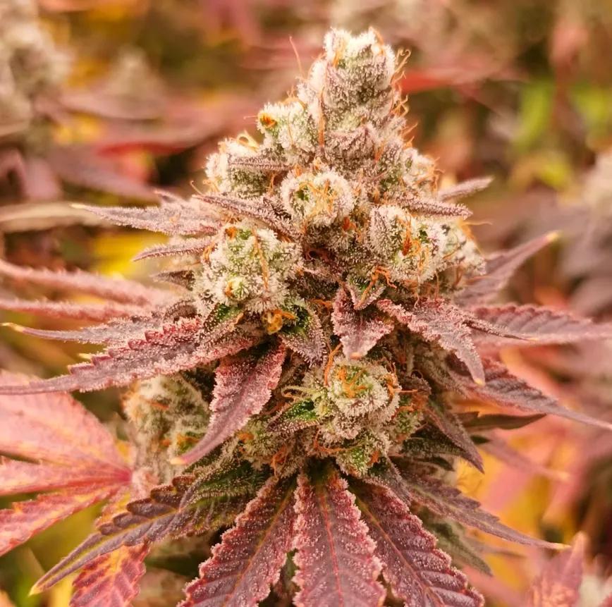 Auto Skywalker x OG Kush