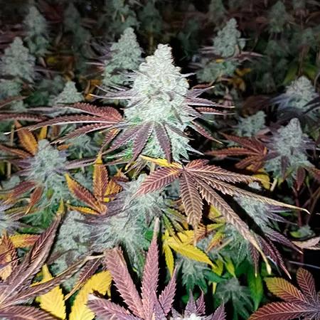 Auto Skywalker x OG Kush