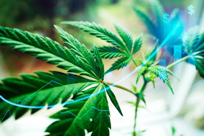 Canadienses quieren que el cannabis sea un sector estratégico