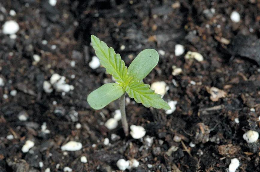 Diez pasos para montar el primer cultivo interior 