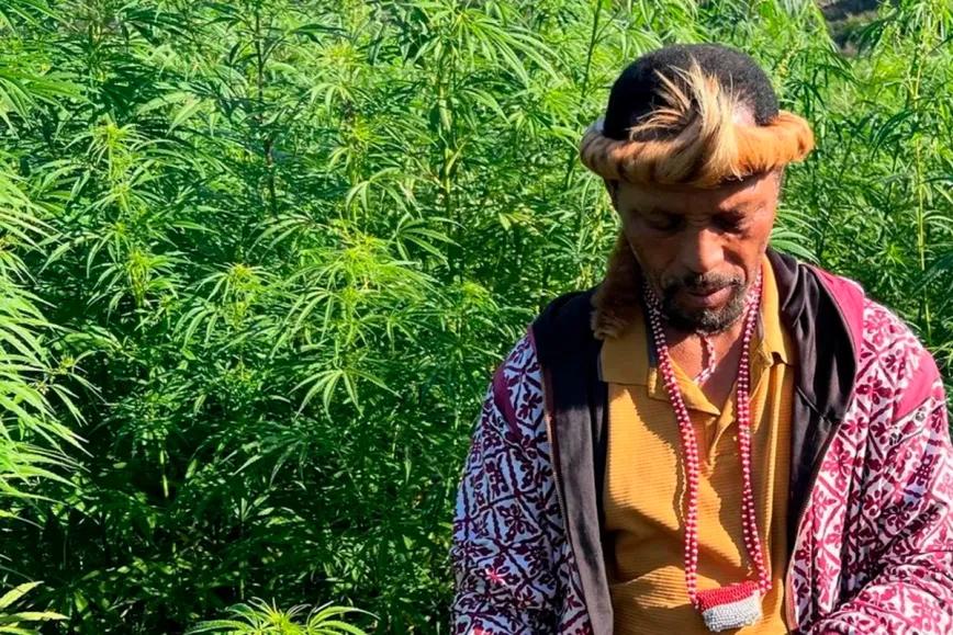 Curanderos sudafricanos no están habilitados para recetar cannabis