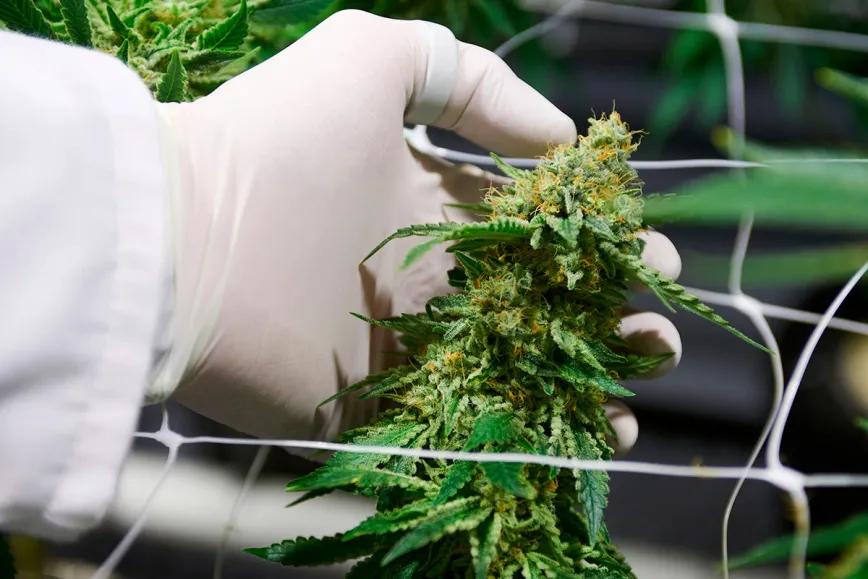 Colombia ajusta exportación de derivados de cannabis medicinal hacia Brasil