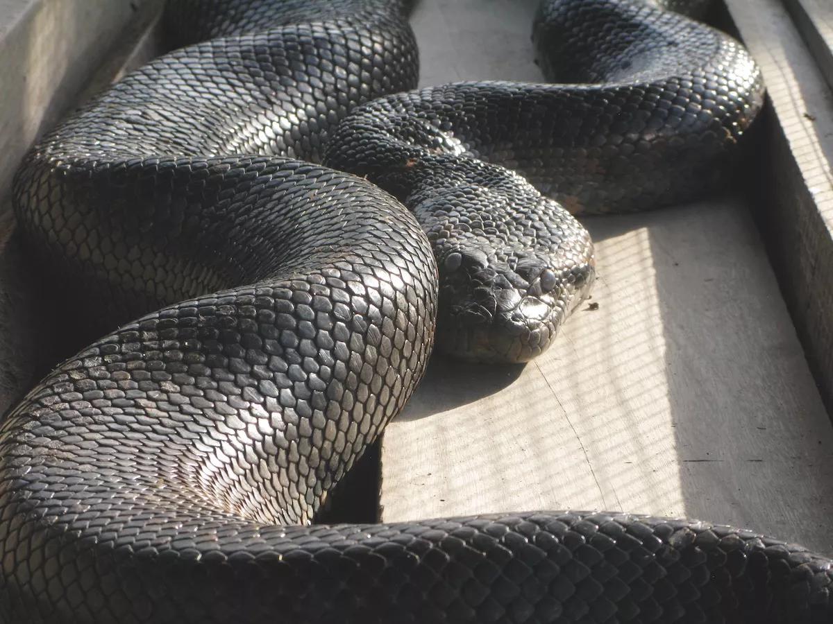 Anaconda