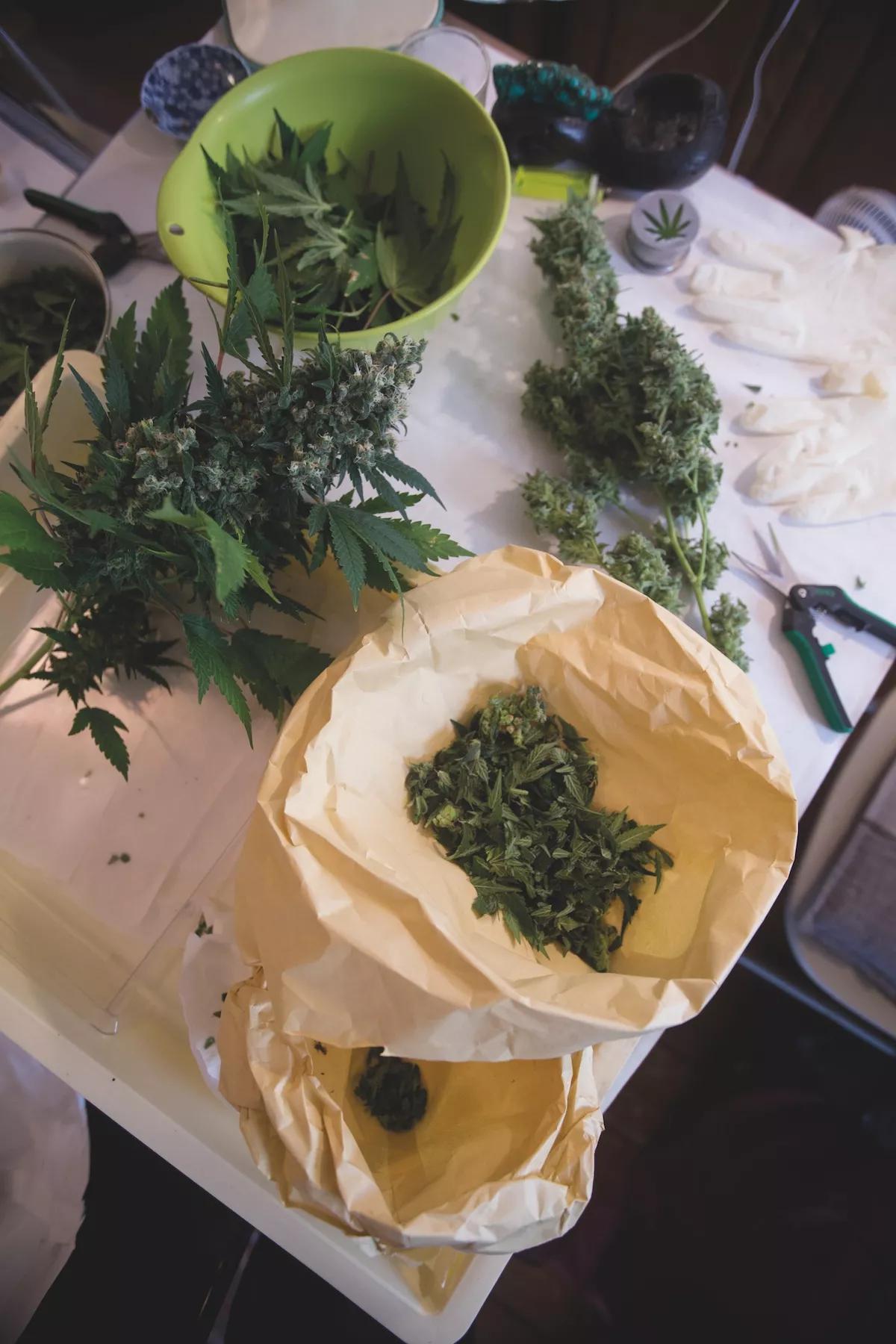 Marihuana bonsai