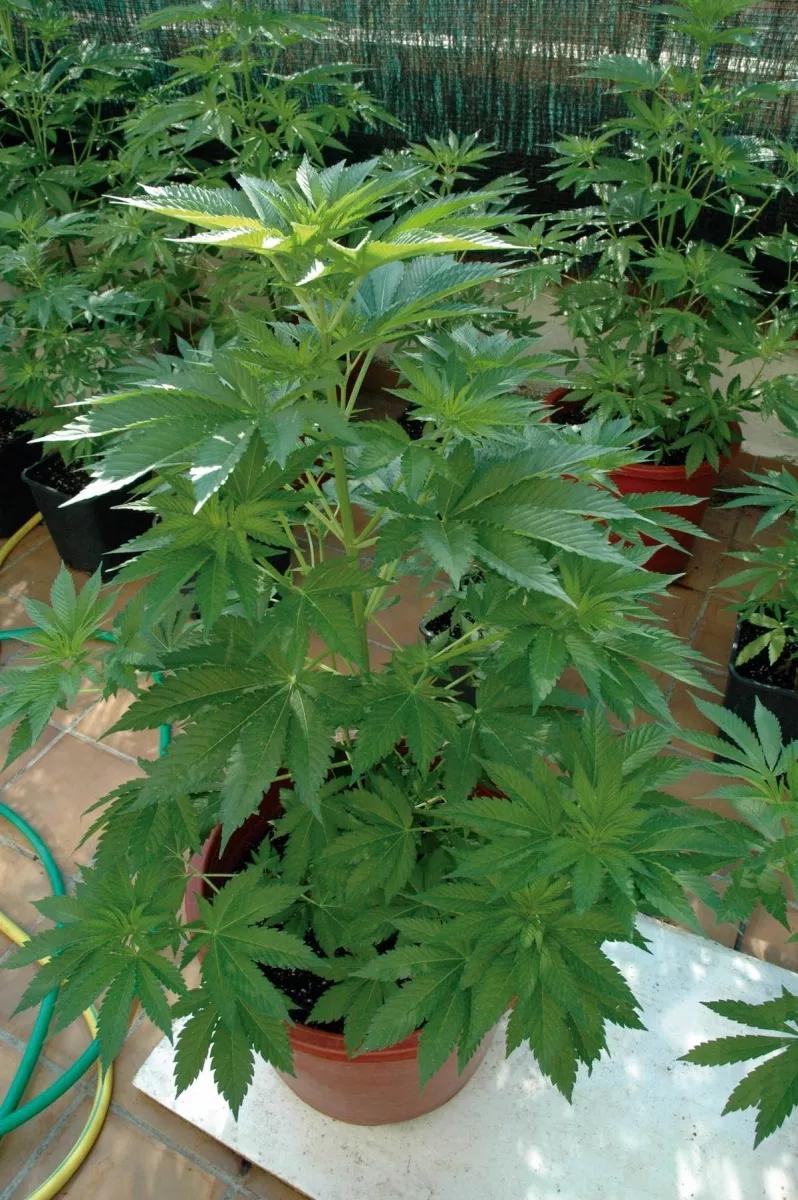Macetas de cannabis