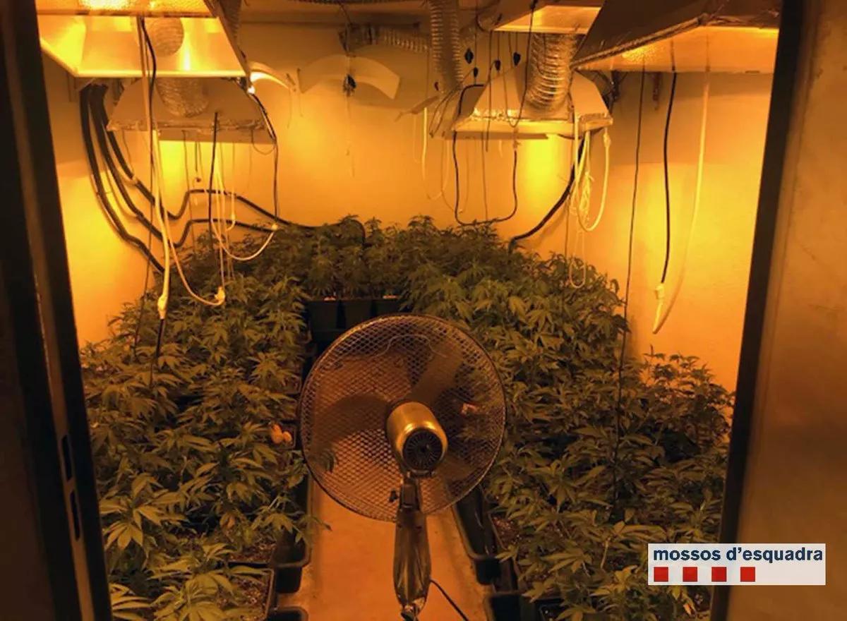 Denuncian a dos sexagenarios por plantar marihuana