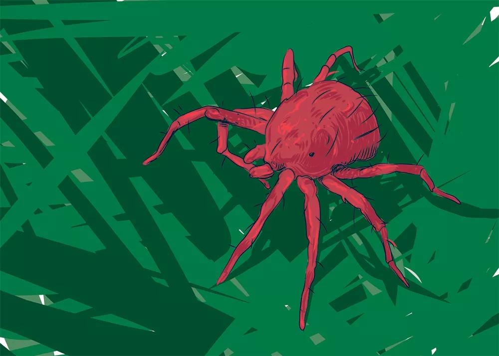 Araña roja