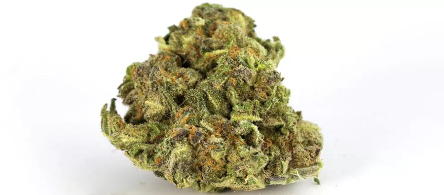 God Bud