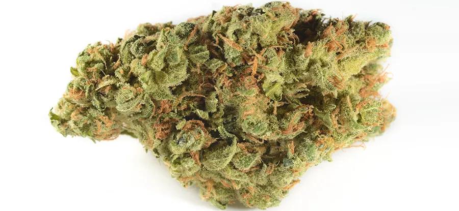 Island Sweet Skunk