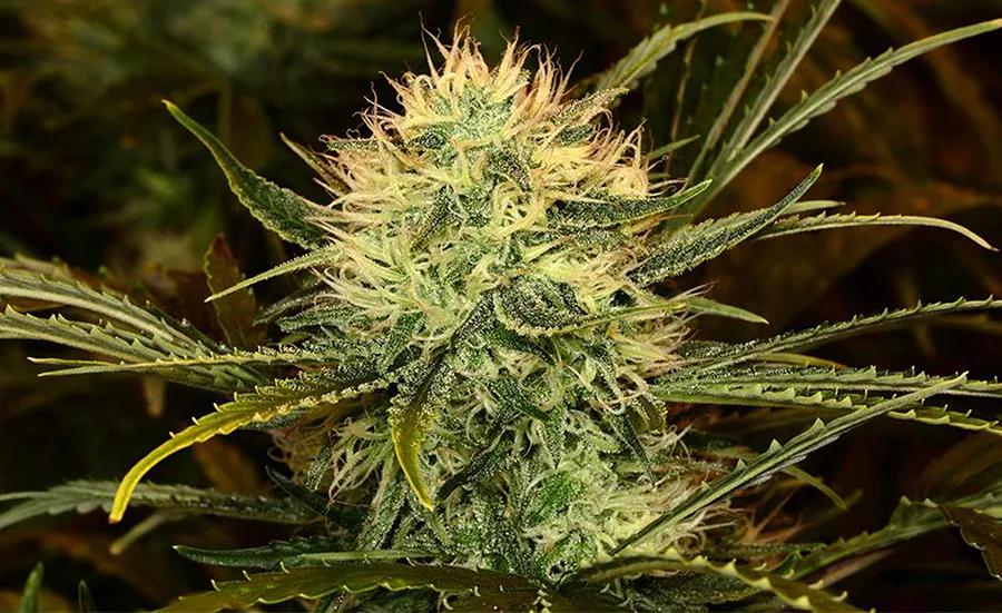 Romulan