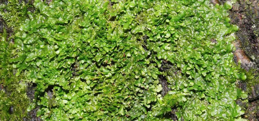 Encuentran un tipo de moho que tiene propiedades similares al cannabis