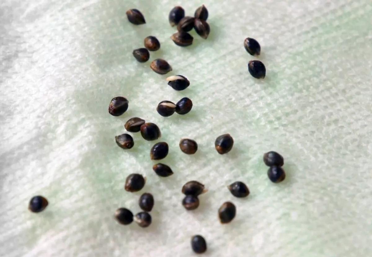Semillas viejas