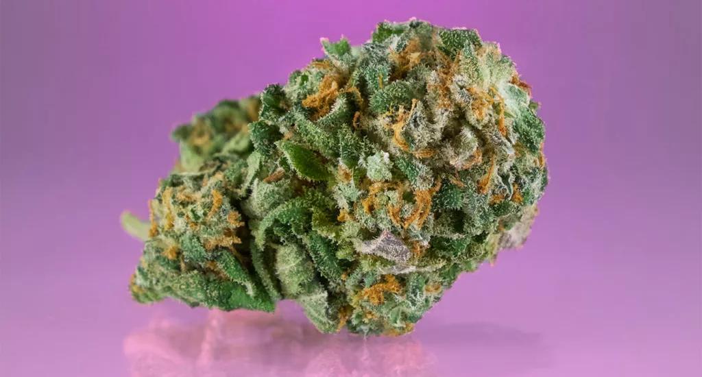 Bubblegum