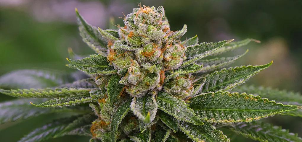 Flor con CBD